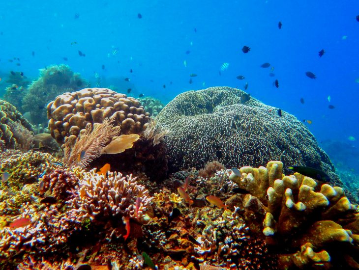 a live coral reef being monitored