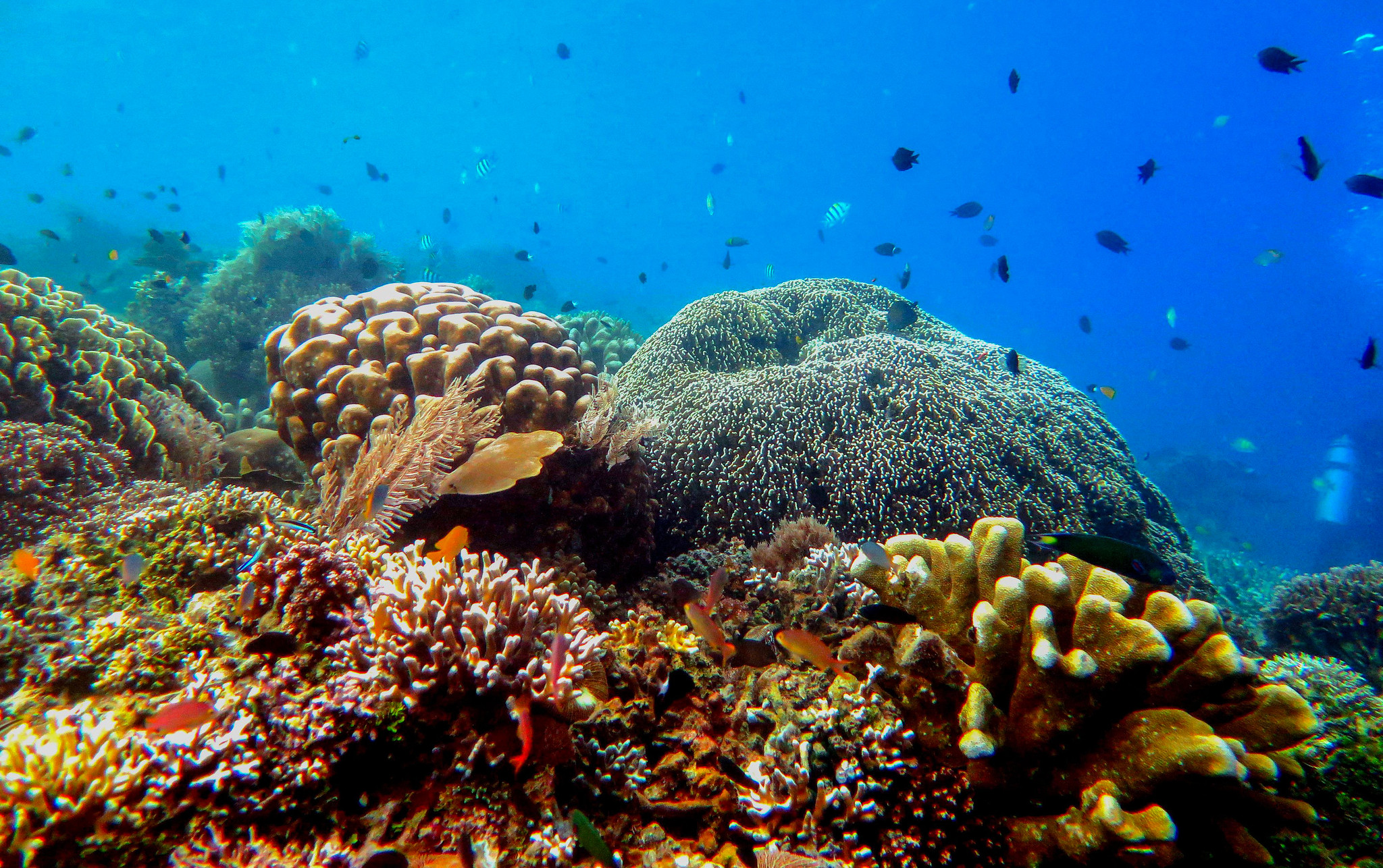 a live coral reef being monitored