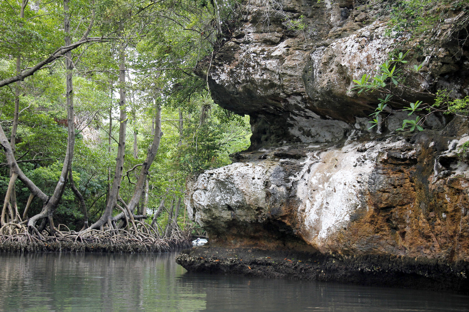 River with rock formation and mangrove trees