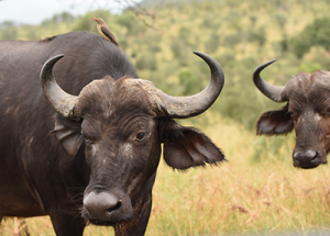 Cape buffalo in Kruger National Park