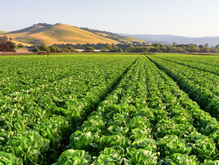 Central Valley lettuce field
