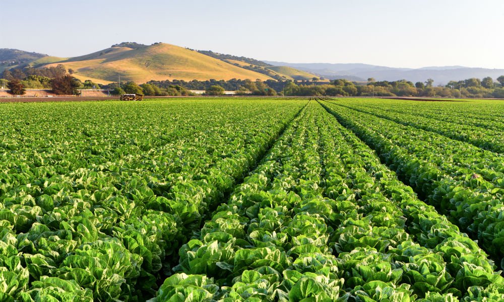 Central Valley lettuce field