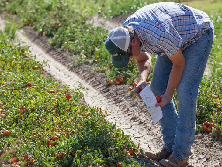 Studying sustainably farmed tomatoes in the Central Valley