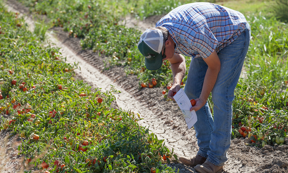 Studying sustainably farmed tomatoes in the Central Valley