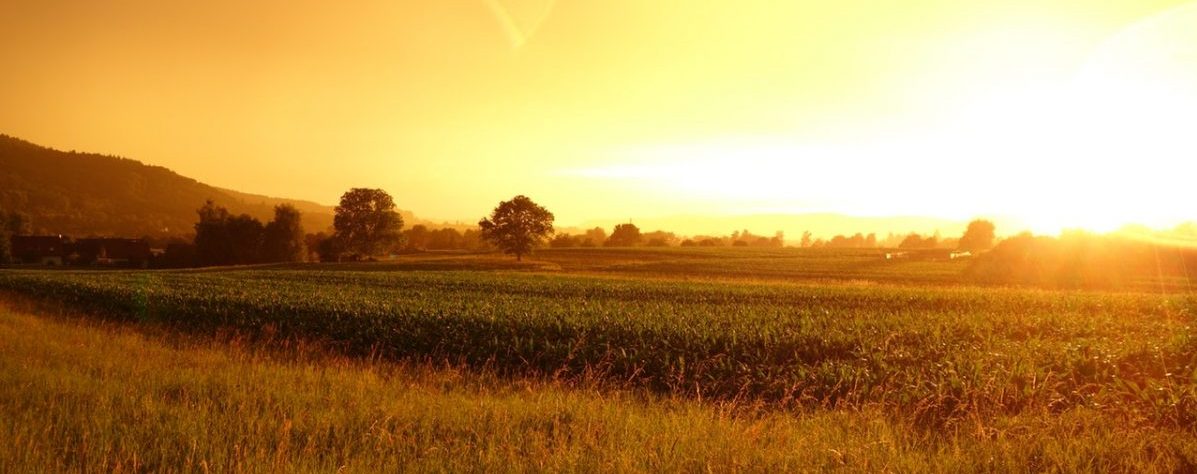 Dry farm at sunset